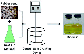 Graphical abstract: Waste rubber seeds as a renewable energy source: direct biodiesel production using a controlled crushing device