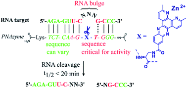 Graphical abstract: Influence of sequence variation on the RNA cleavage activity of Zn2+-dimethyl-dppz-PNA-based artificial enzymes
