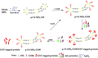 Graphical abstract: Facile synthesis of peanut-like Sn-doped silica nano-adsorbent for affinity separation of proteins