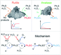 Graphical abstract: Selective and efficient catalytic and photocatalytic oxidation of diphenyl sulphide to sulfoxide and sulfone: the role of hydrogen peroxide and TiO2 polymorph