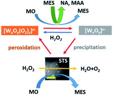 Graphical abstract: Spongy titanosilicate promotes the catalytic performance and reusability of WO3 in oxidative cleavage of methyl oleate