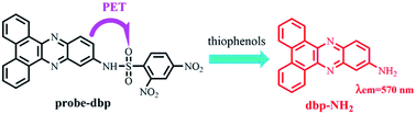Graphical abstract: A novel dibenzo[a,c]phenazine-based fluorescent probe for fast and selective detection of thiophenols in environmental water