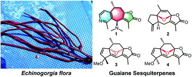 Graphical abstract: Guaiane sesquiterpenes from the gorgonian Echinogorgia flora collected in the South China Sea