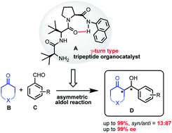 Graphical abstract: New small γ-turn type N-primary amino terminal tripeptide organocatalyst for solvent-free asymmetric aldol reaction of various ketones with aldehydes