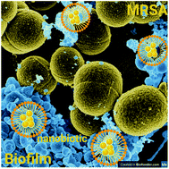 Graphical abstract: Nanobiotic formulations as promising advances for combating MRSA resistance: susceptibilities and post-antibiotic effects of clindamycin, doxycycline, and linezolid