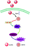 Graphical abstract: Selenium nanoparticles inhibited H1N1 influenza virus-induced apoptosis by ROS-mediated signaling pathways