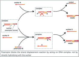 Graphical abstract: Constructing DNA logic circuits based on the toehold preemption mechanism