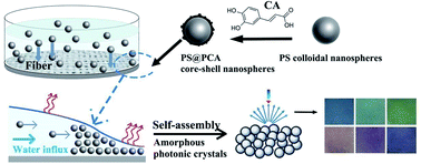 Graphical abstract: Preparation of biomimetic non-iridescent structural color based on polystyrene–polycaffeic acid core–shell nanospheres