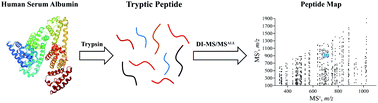 Graphical abstract: Rapid tryptic peptide mapping of human serum albumin using DI-MS/MSALL