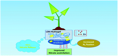 Graphical abstract: Boosting nitrogen fertilization by a slow releasing nitrate-intercalated biocompatible layered double hydroxide–hydrogel composite loaded with Azospirillum brasilense