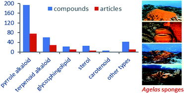 Graphical abstract: Secondary metabolites from marine sponges of the genus Agelas: a comprehensive update insight on structural diversity and bioactivity