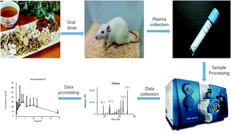 Graphical abstract: Identification of absorbed compounds of Xiao Yao San Jia Wei and pharmacokinetic study in depressed rats by force swimming stress