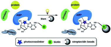 Graphical abstract: Facile synthesis of photoactivatable adenosine analogs