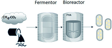 Graphical abstract: A comparative analysis of biopolymer production by microbial and bioelectrochemical technologies