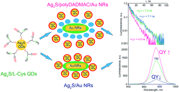 Graphical abstract: The structural and luminescence properties of plexcitonic structures based on Ag2S/l-Cys quantum dots and Au nanorods