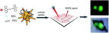 Graphical abstract: Acridine-based dyes as high-performance near-infrared Raman reporter molecules for cell imaging