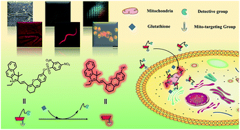 Graphical abstract: A mitochondria targetable near-infrared fluorescence probe for glutathione visual biological detection