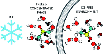 Graphical abstract: On crystallization of water confined in liposomes and cryoprotective action of DMSO