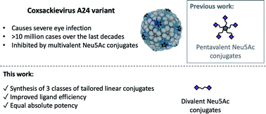 Graphical abstract: Exploring divalent conjugates of 5-N-acetyl-neuraminic acid as inhibitors of coxsackievirus A24 variant (CVA24v) transduction