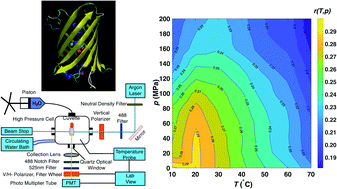 Graphical abstract: Pressure and temperature dependence of fluorescence anisotropy of green fluorescent protein