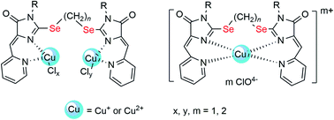 Graphical abstract: Copper coordination compounds with (5Z,5Z′)-2,2′-(alkane-α,ω-diyldiselenyl)-bis-5-(2-pyridylmethylene)-3,5-dihydro-4H-imidazol-4-ones. Comparison with sulfur analogue