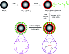 Graphical abstract: Development of magnetic molecularly imprinted polymers with double templates for the rapid and selective determination of carbamazepine and lamotrigine in serum