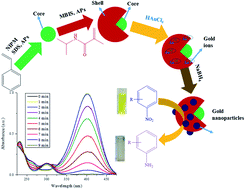 Graphical abstract: Polymer microgels for the stabilization of gold nanoparticles and their application in the catalytic reduction of nitroarenes in aqueous media