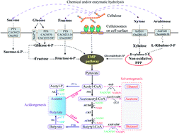 Graphical abstract: Production of butanol from lignocellulosic biomass: recent advances, challenges, and prospects