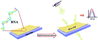 Graphical abstract: Linear and nonlinear optical properties of transfer ribonucleic acid (tRNA) thin solid films