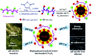 Graphical abstract: A facile aqueous production of bisphosphonated-polyelectrolyte functionalized magnetite nanoparticles for pH-specific targeting of acidic-bone cells