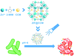Graphical abstract: pH-responsive curcumin-based nanoscale ZIF-8 combining chemophotodynamic therapy for excellent antibacterial activity