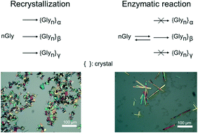 Graphical abstract: Strategy for polymorphic control by enzymatic reaction and antisolvent crystallization: effect of aminoacylase on metastable β-glycine formation