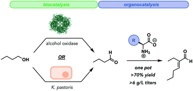 Graphical abstract: A one-pot biocatalytic and organocatalytic cascade delivers high titers of 2-ethyl-2-hexenal from n-butanol