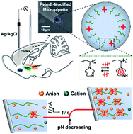 Graphical abstract: Micrometer-scale transient ion transport for real-time pH assay in living rat brains