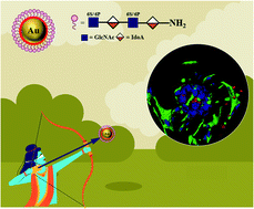 Graphical abstract: Rational designing of glyco-nanovehicles to target cellular heterogeneity