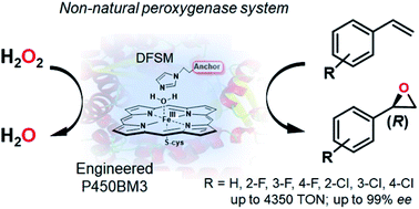 Graphical abstract: Enabling highly (R)-enantioselective epoxidation of styrene by engineering unique non-natural P450 peroxygenases