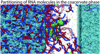 Graphical abstract: Coacervate formation studied by explicit solvent coarse-grain molecular dynamics with the Martini model