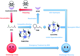 Graphical abstract: Synergistic enhancement of the emergency treatment effect of organophosphate poisoning by a supramolecular strategy