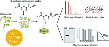 Graphical abstract: Chemoproteomic profiling of itaconations in Salmonella