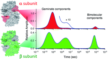 Graphical abstract: Towards understanding non-equivalence of α and β subunits within human hemoglobin in conformational relaxation and molecular oxygen rebinding