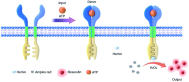 Graphical abstract: Controlled dimerization of artificial membrane receptors for transmembrane signal transduction