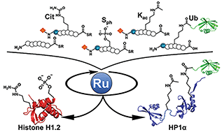 Graphical abstract: Organoruthenium-catalyzed chemical protein synthesis to elucidate the functions of epigenetic modifications on heterochromatin factors