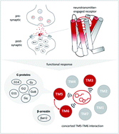 Graphical abstract: Mechanistic insights into dopaminergic and serotonergic neurotransmission – concerted interactions with helices 5 and 6 drive the functional outcome