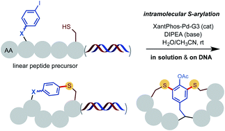 Graphical abstract: Streamlined construction of peptide macrocycles via palladium-catalyzed intramolecular S-arylation in solution and on DNA