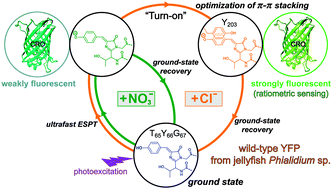 Graphical abstract: Excitation ratiometric chloride sensing in a standalone yellow fluorescent protein is powered by the interplay between proton transfer and conformational reorganization