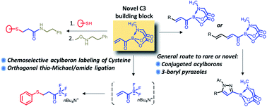 Graphical abstract: Acrylic boronate: a multifunctional C3 building block for catalytic synthesis of rare organoborons and chemoselective heterobifunctional ligations