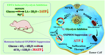 Graphical abstract: Tumor chemical suffocation therapy by dual respiratory inhibitions