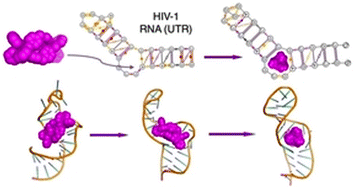 Graphical abstract: Targeting structural features of viral genomes with a nano-sized supramolecular drug