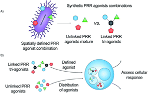 Graphical abstract: A synthetic pathogen mimetic molecule induces a highly amplified synergistic immune response via activation of multiple signaling pathways