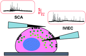 Graphical abstract: Simultaneous detection of vesicular content and exocytotic release with two electrodes in and at a single cell
